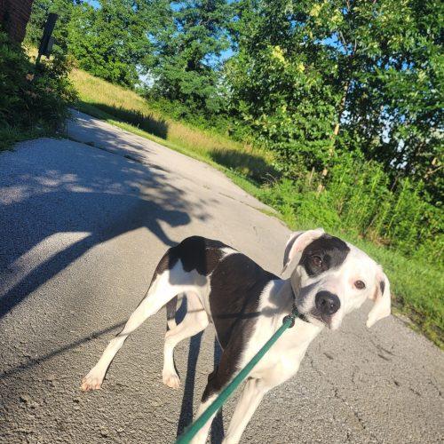 Wren 5809 D, a Adoptable mixed breed in Frankfort, KY image 3/5