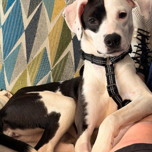 Wren 5809 D, a Adoptable mixed breed in Frankfort, KY image 4/5
