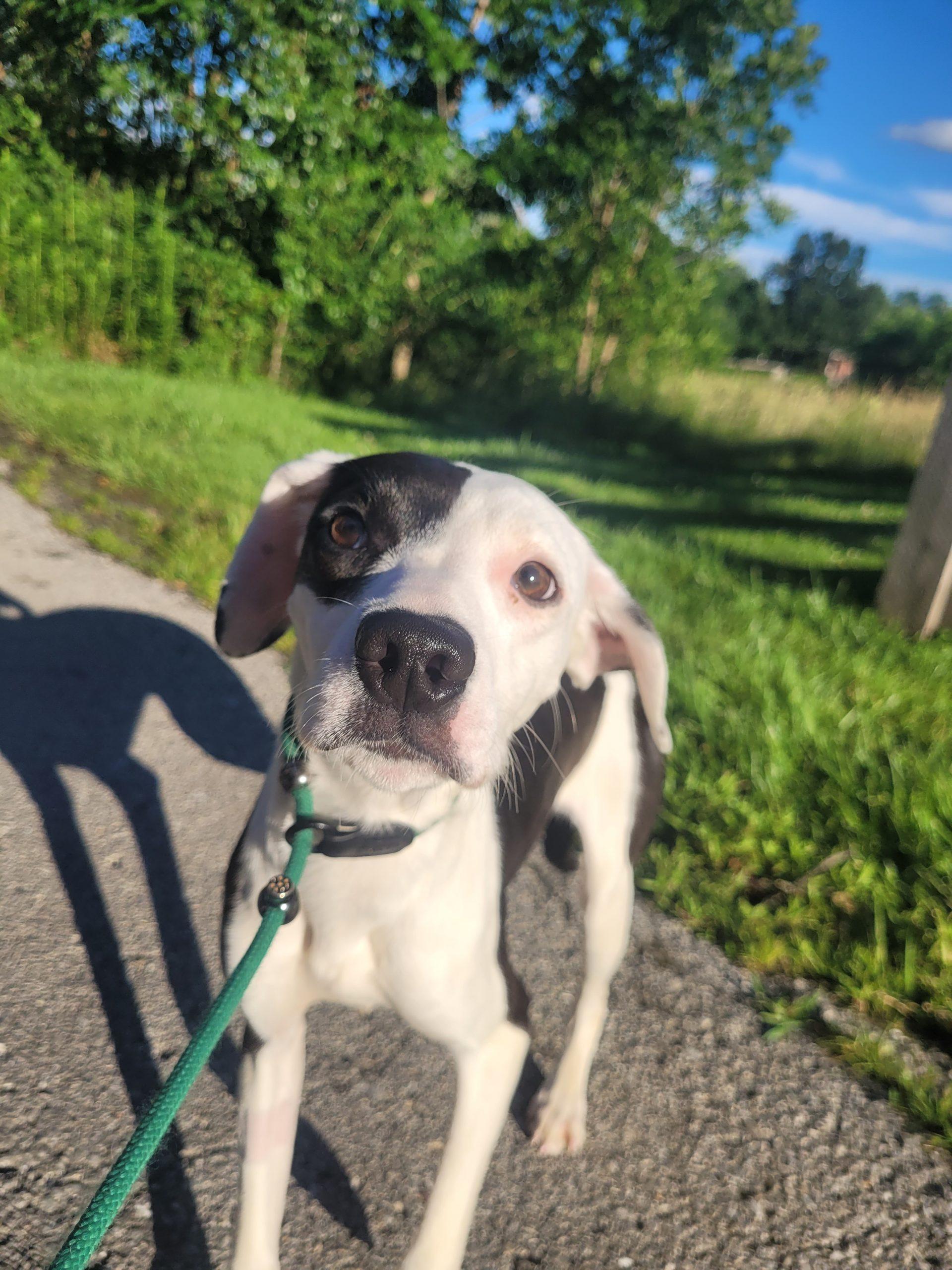 Wren 5809 D, a Adoptable mixed breed in Frankfort, KY image 5/5