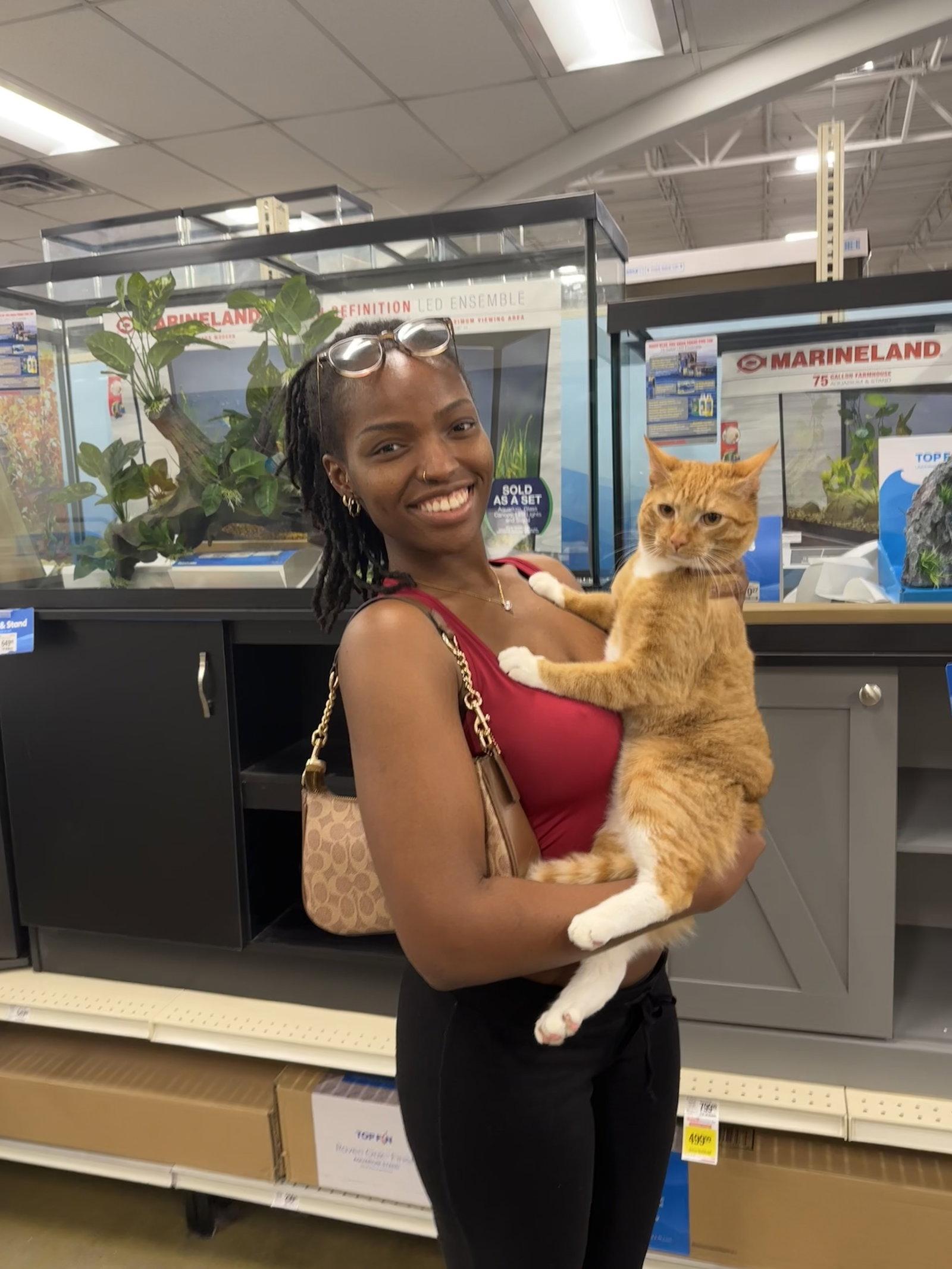 Mikey fna Dennis, Adopted, Young Male Domestic Short Hair.