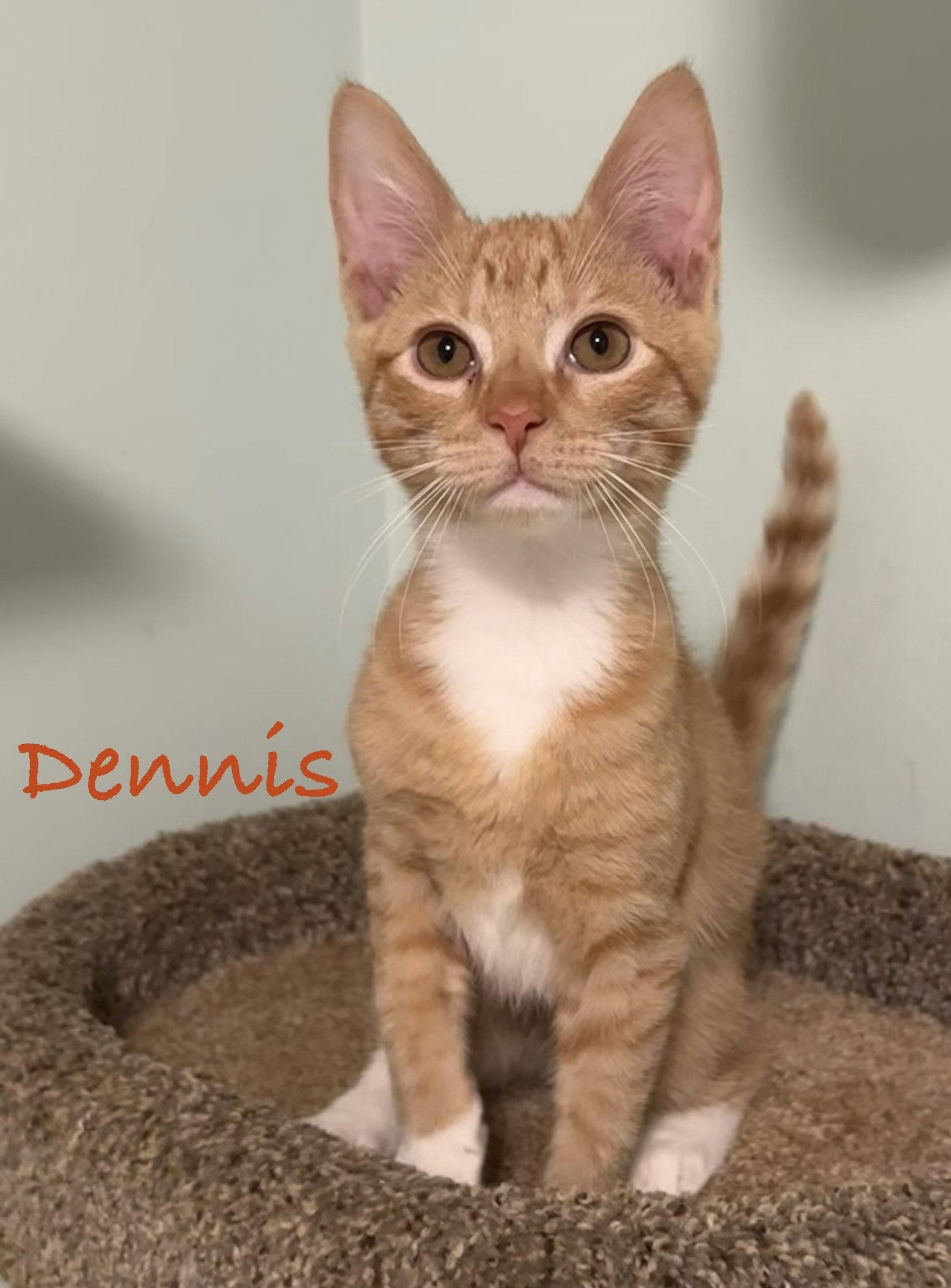 Enlarge Mikey fna Dennis, a Adopted Domestic Short Hair in Longwood, FL image 2/3