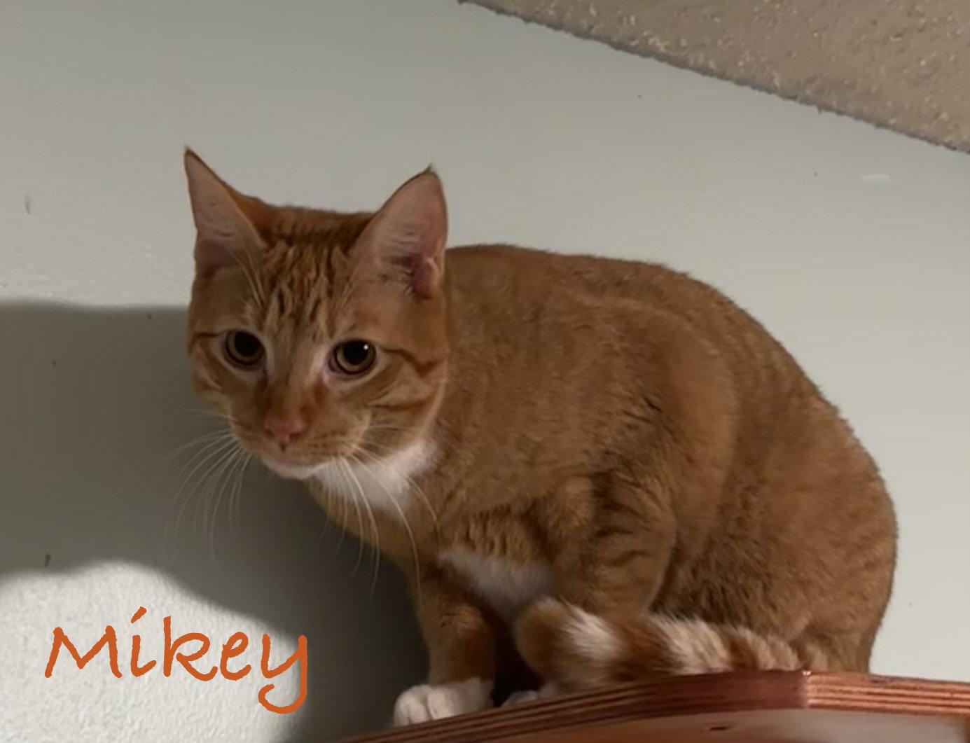 Enlarge Mikey fna Dennis, a Adopted Domestic Short Hair in Longwood, FL image 3/3
