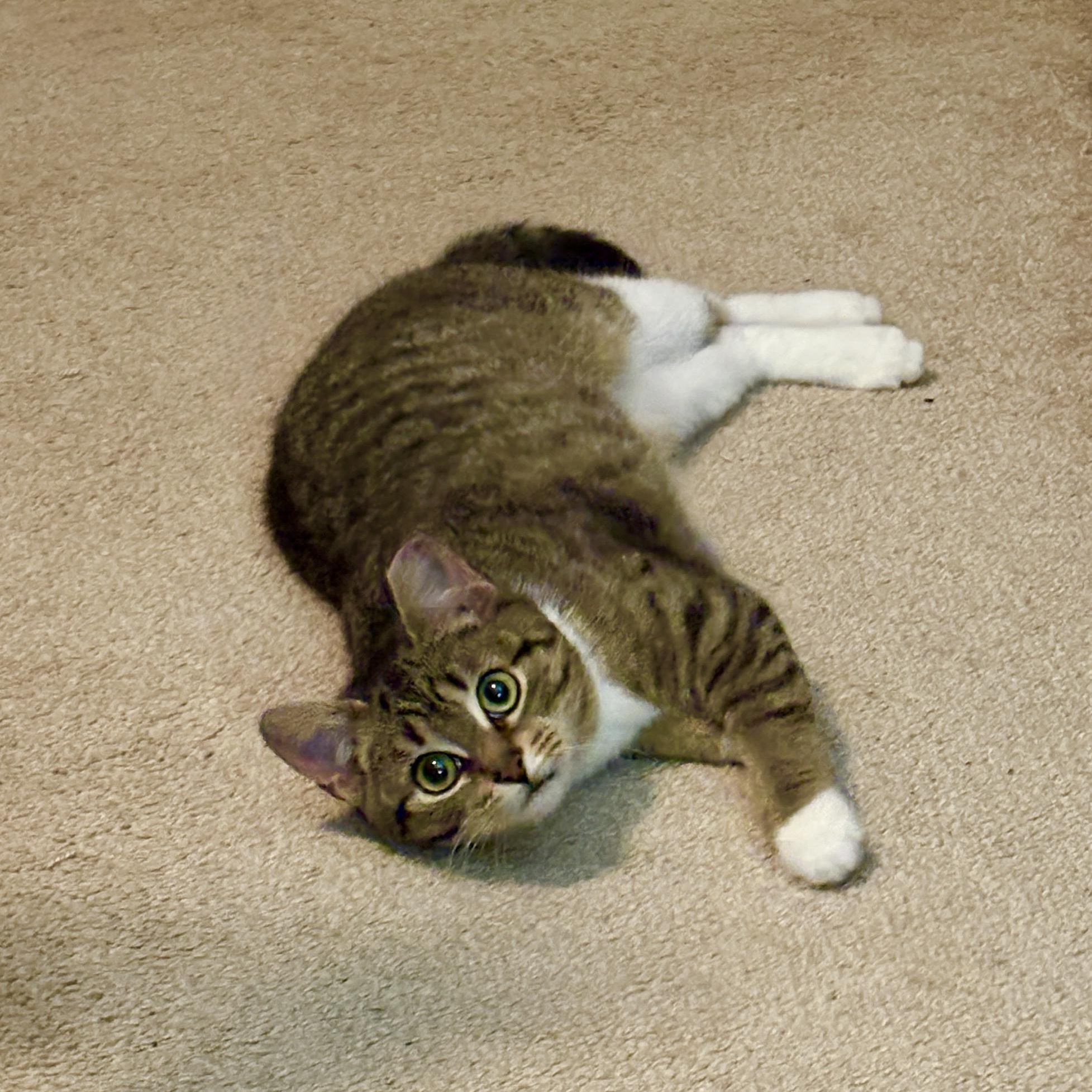 Enlarge Kiki, a Adoptable Domestic Short Hair in Bordentown, NJ image 3/5