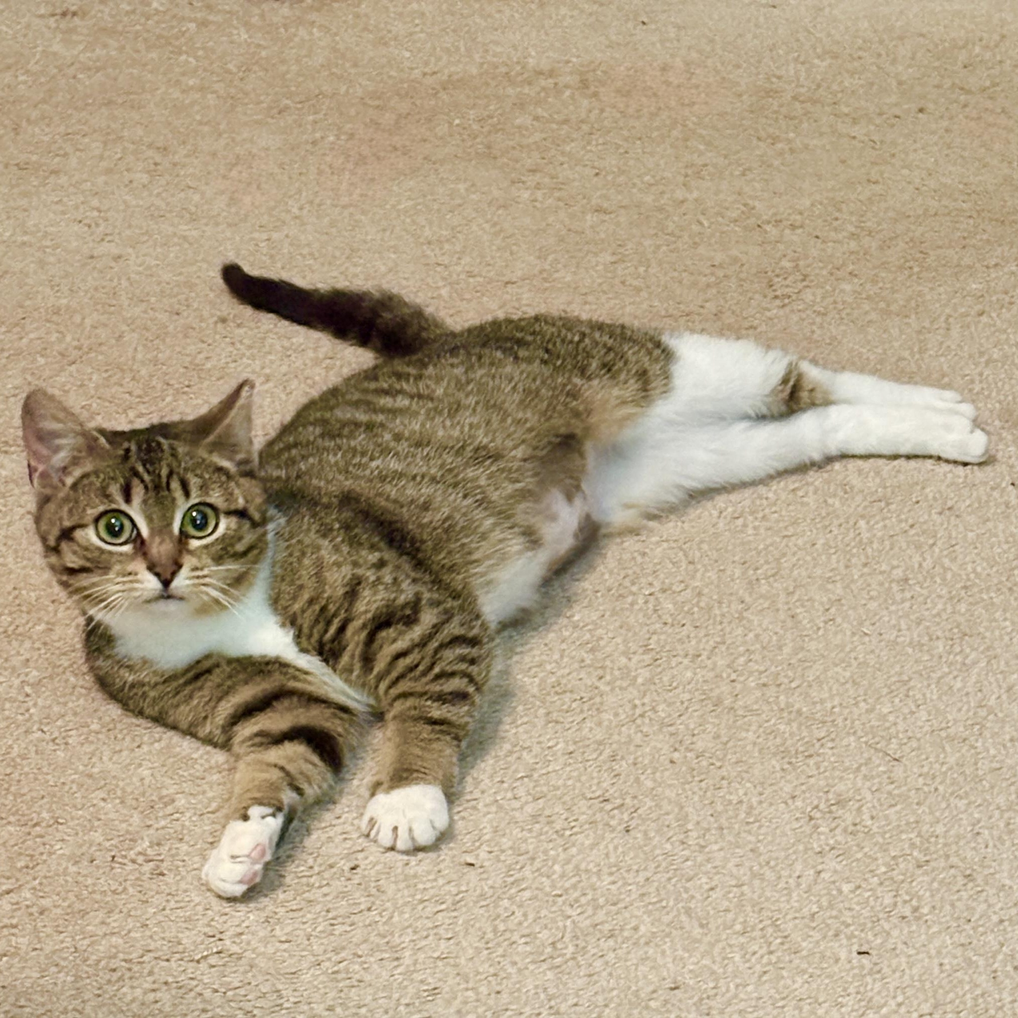 Enlarge Kiki, a Adoptable Domestic Short Hair in Bordentown, NJ image 2/5