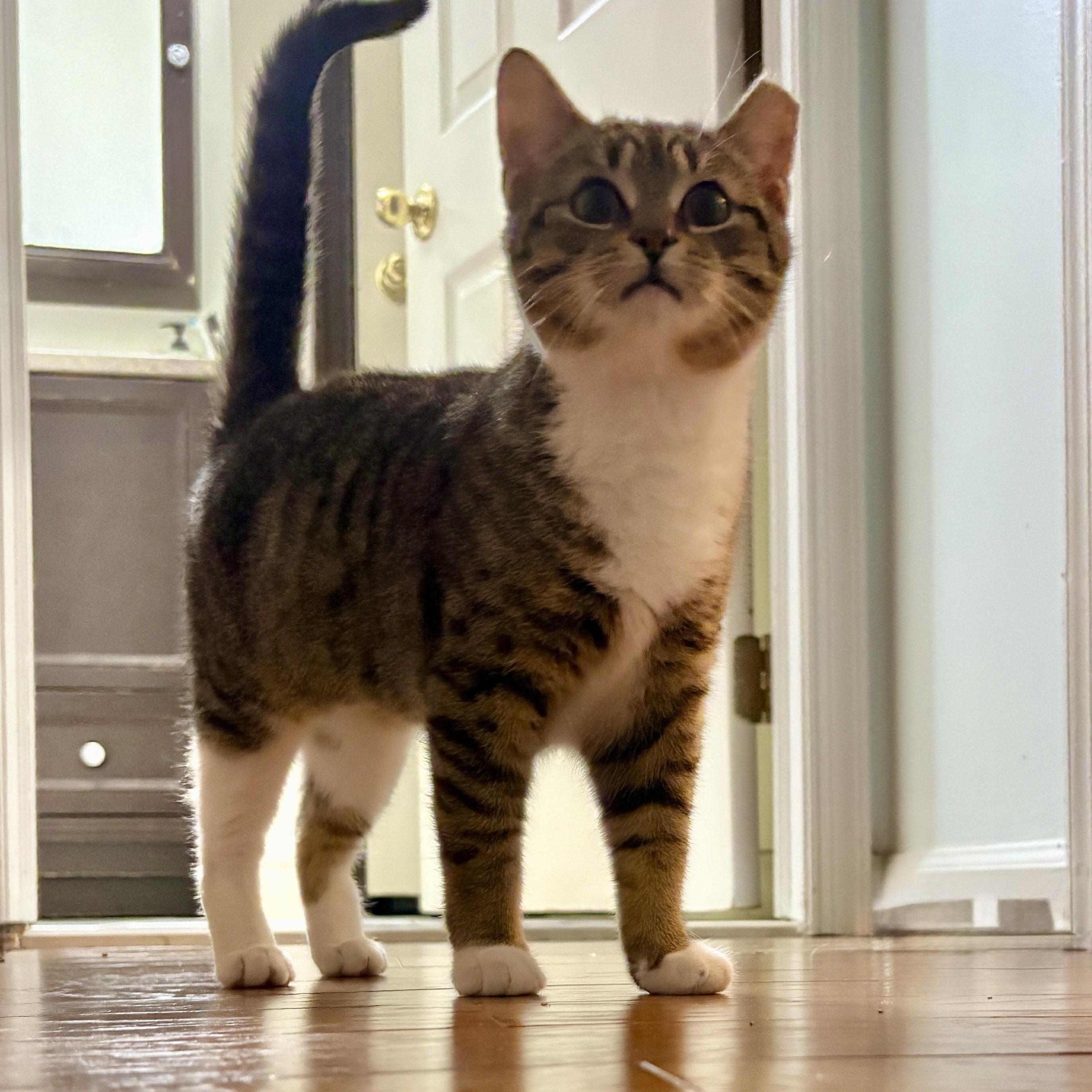 Enlarge Kiki, a Adoptable Domestic Short Hair in Bordentown, NJ image 1/5