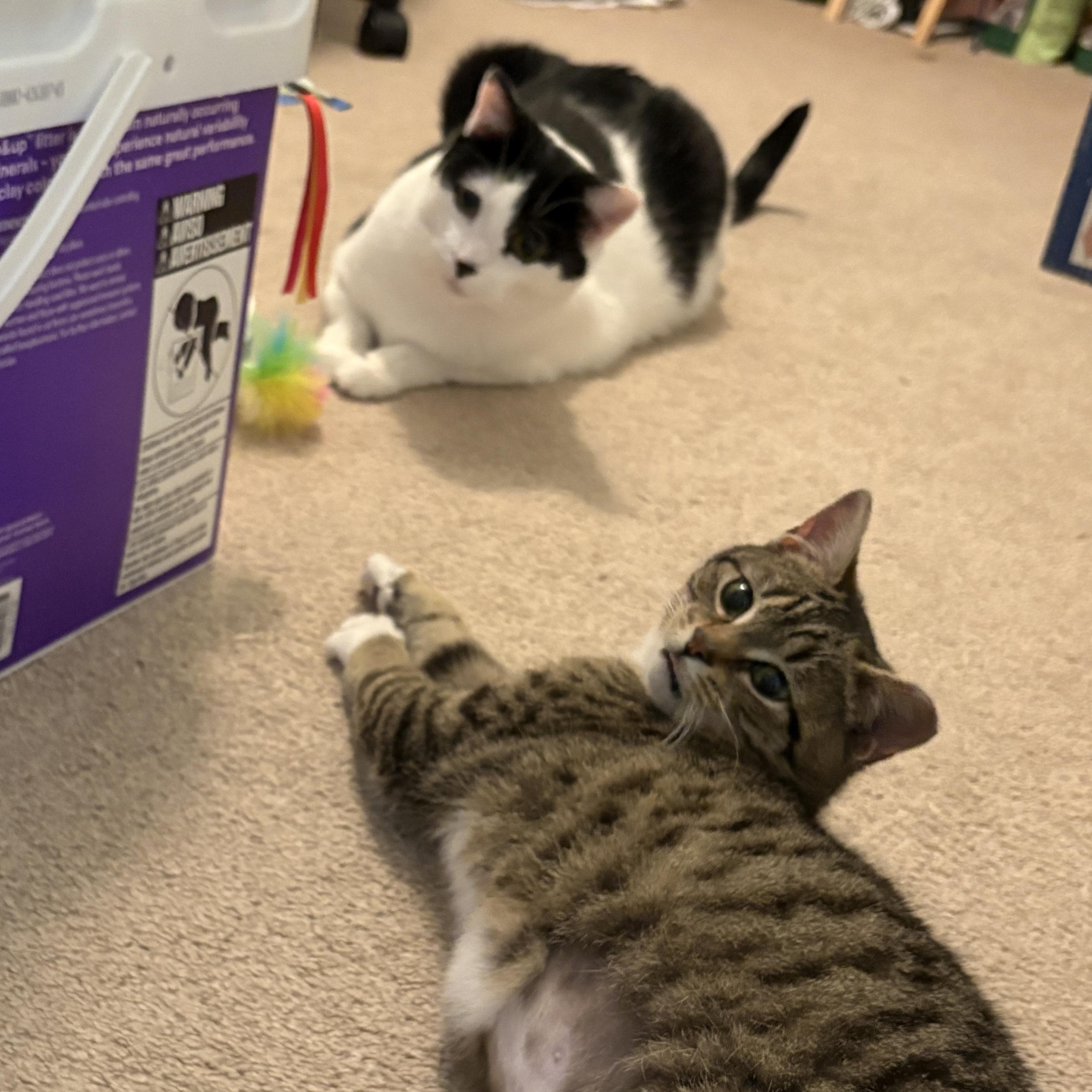 Enlarge Kiki, a Adoptable Domestic Short Hair in Bordentown, NJ image 5/5