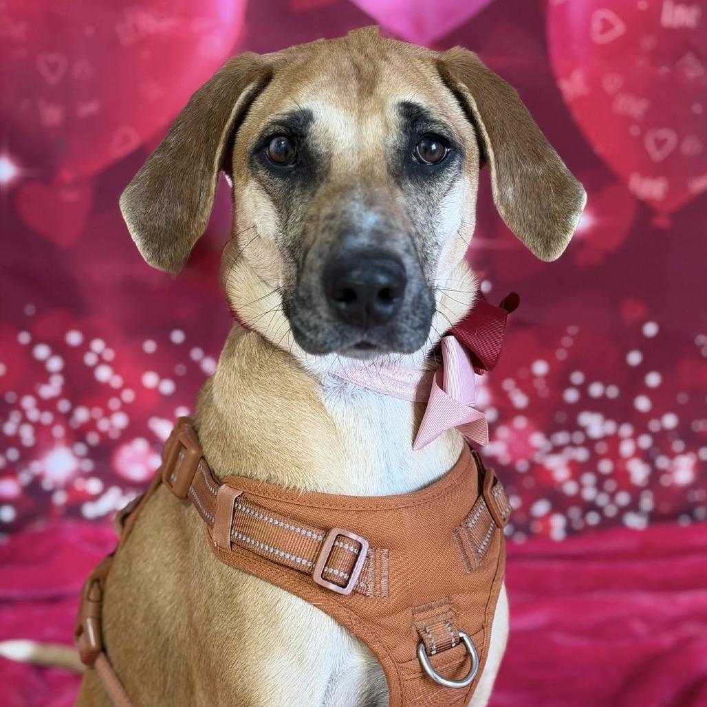 Maggie the Toaster Oven, Adoptable, Adult Female Mixed Breed.