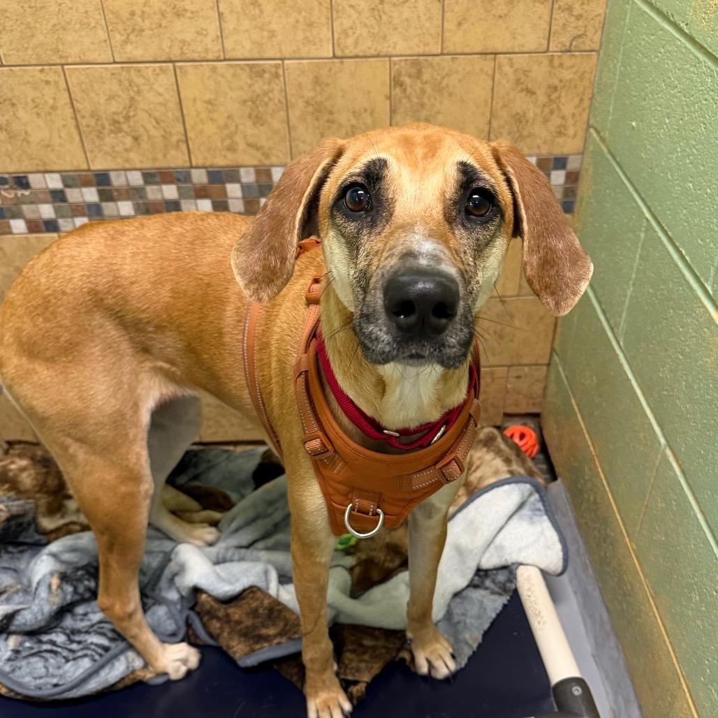 Enlarge Maggie the Toaster Oven, a Adoptable Mixed Breed in DeKalb, IL image 2/6