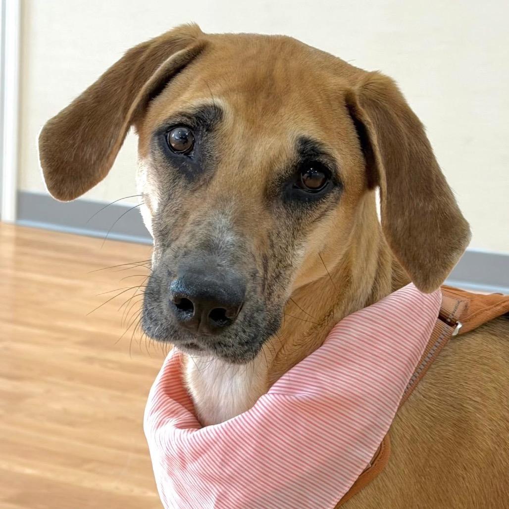 Enlarge Maggie the Toaster Oven, a Adoptable Mixed Breed in DeKalb, IL image 3/6