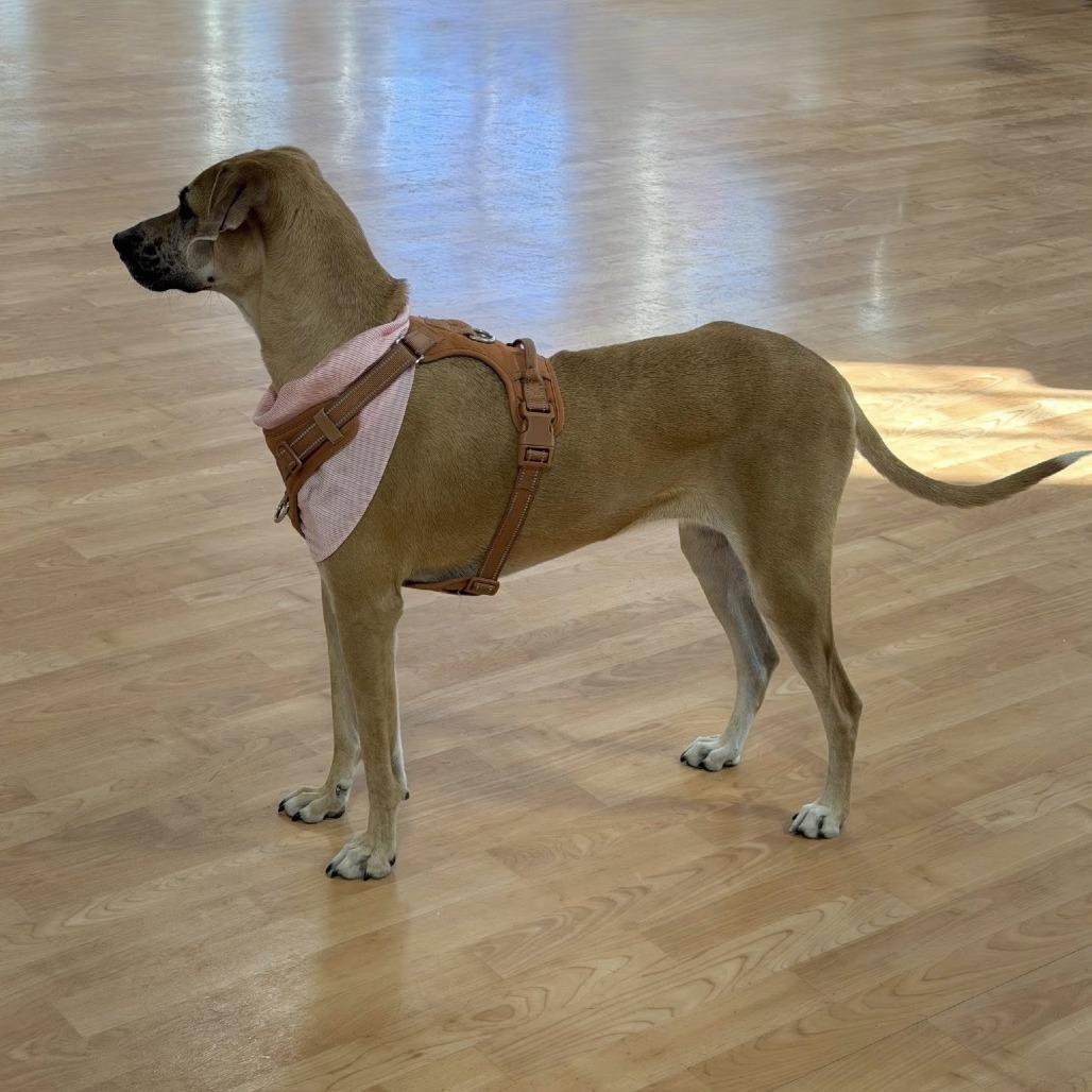 Enlarge Maggie the Toaster Oven, a Adoptable Mixed Breed in DeKalb, IL image 4/6