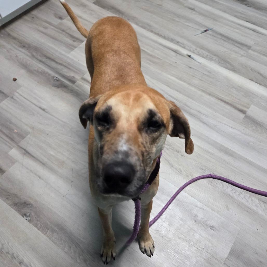 Enlarge Maggie the Toaster Oven, a Adoptable Mixed Breed in DeKalb, IL image 5/6