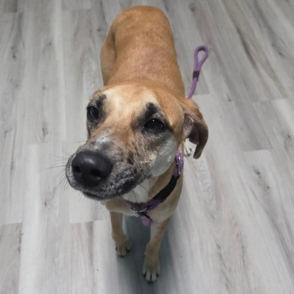 Enlarge Maggie the Toaster Oven, a Adoptable Mixed Breed in DeKalb, IL image 6/6