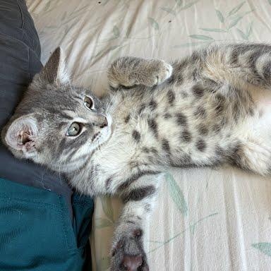 Enlarge Tortellini, a Adopted mixed breed in Sacramento, CA image 2/2
