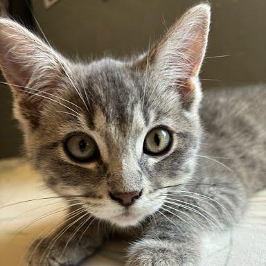 Tortellini, Adopted, Kitten Female Tabby & Domestic Short Hair.