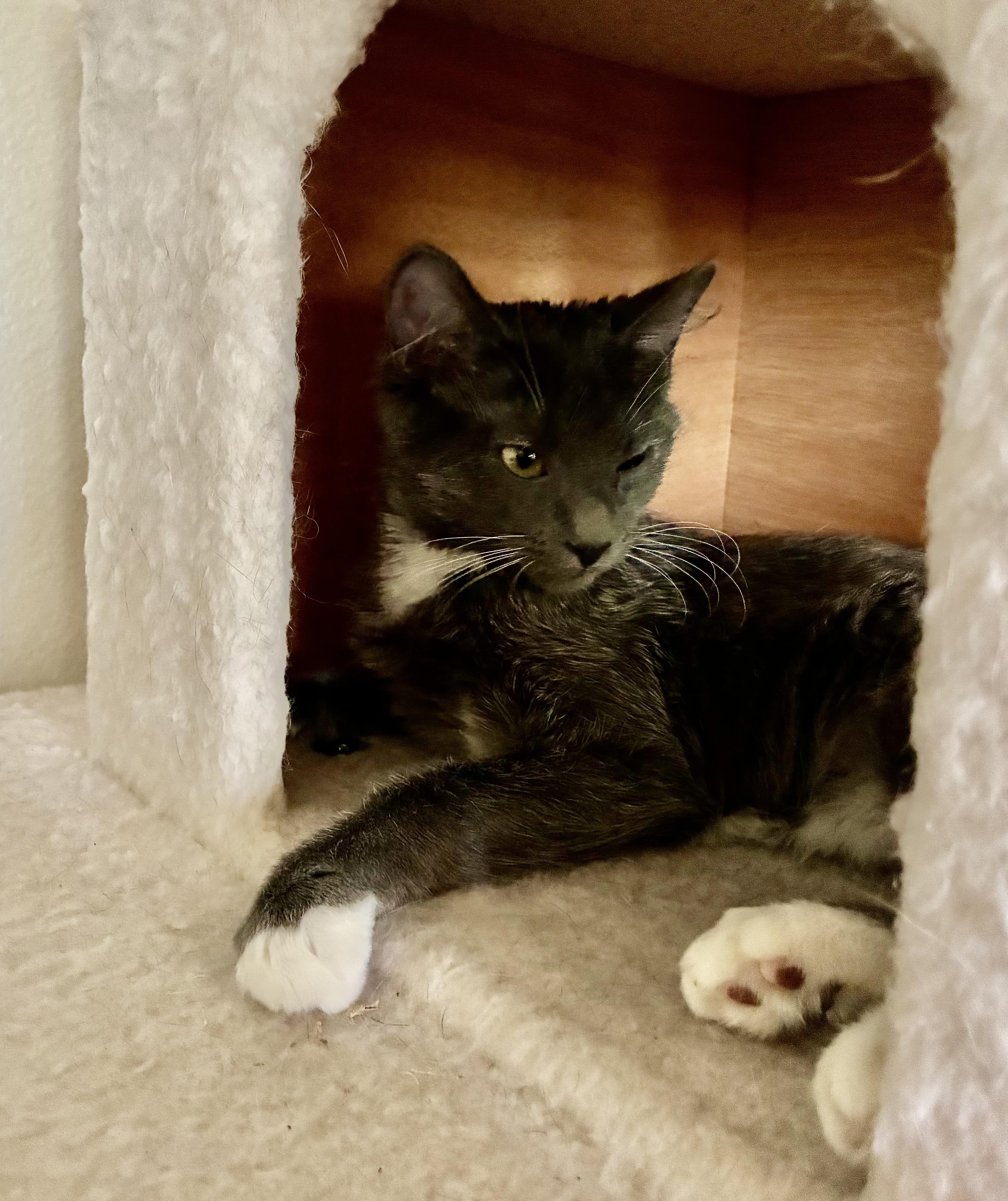 Enlarge Gizmo, a Adoptable mixed breed in Fort Collins, CO image 5/5