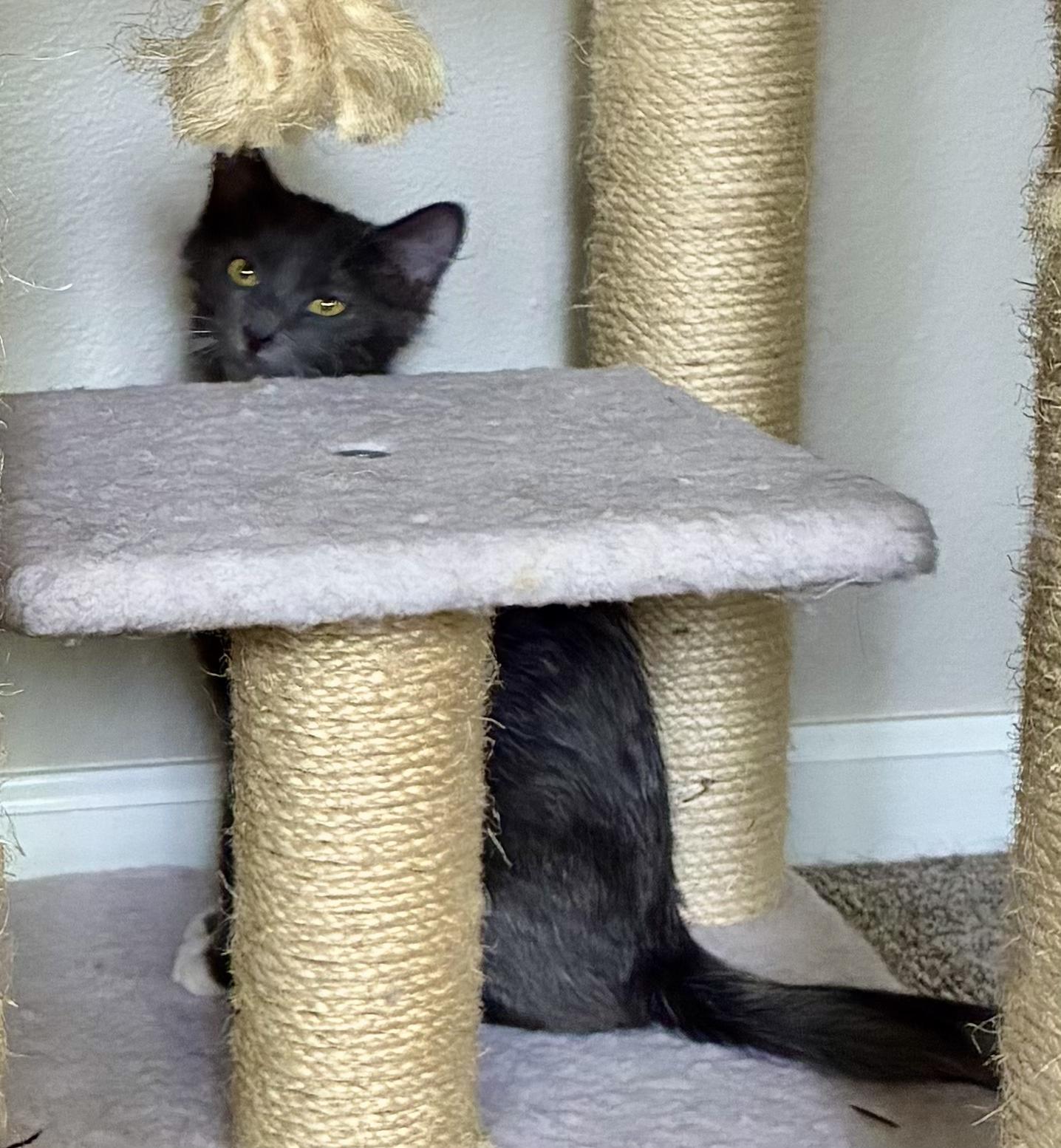 Enlarge Gizmo, a Adoptable mixed breed in Fort Collins, CO image 4/5