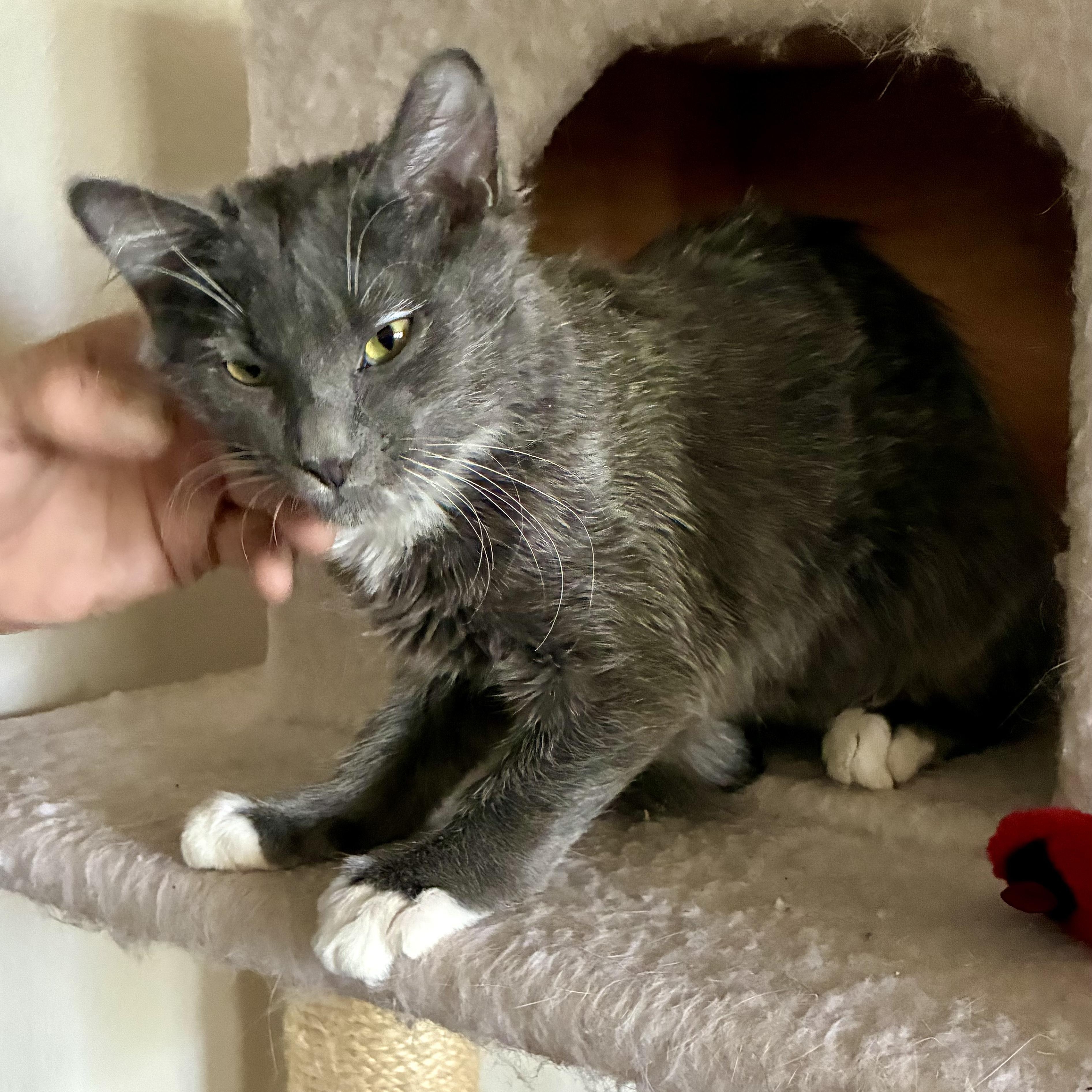 Gizmo, Adoptable, Kitten Male Domestic Medium Hair.