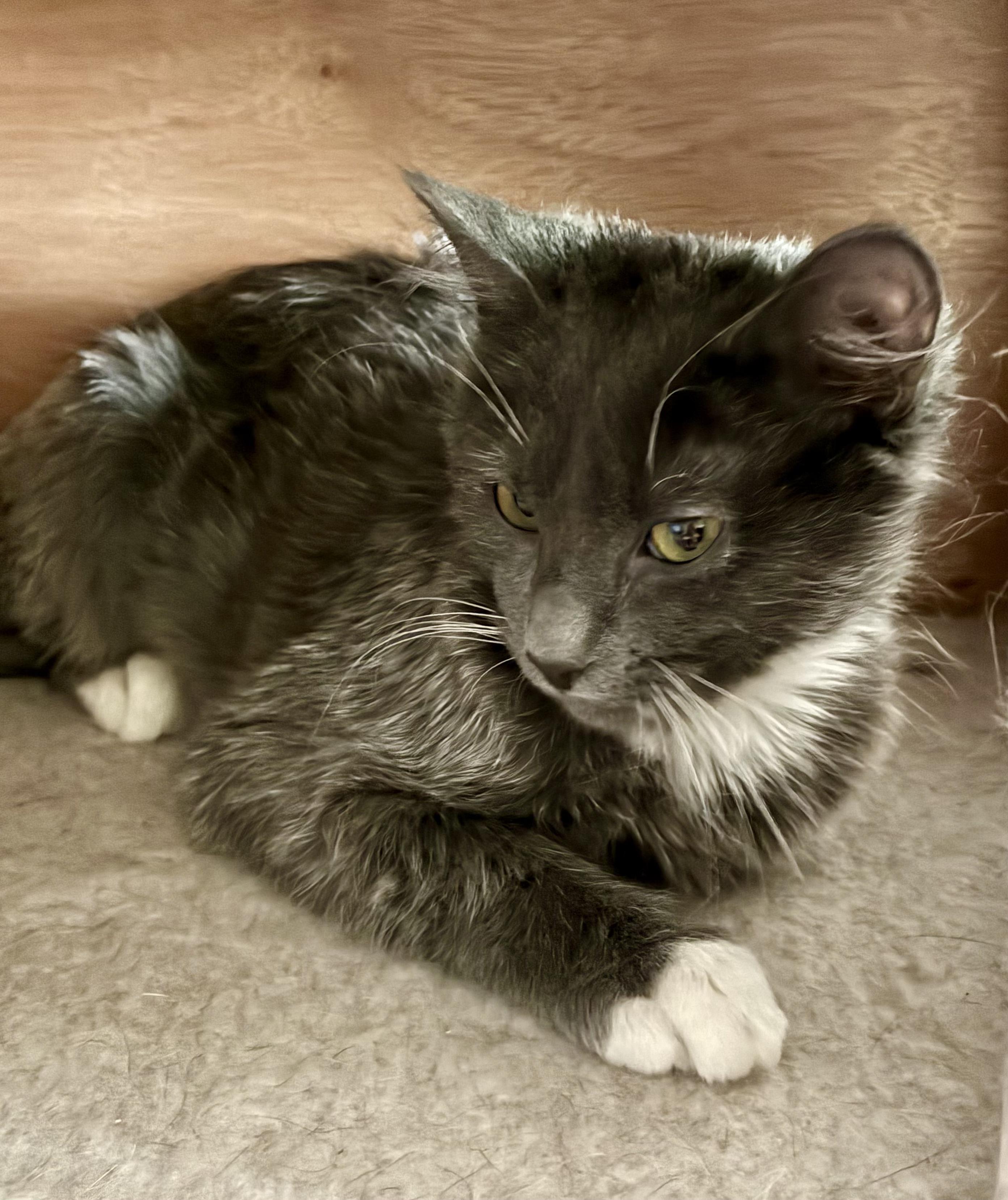 Enlarge Gizmo, a Adoptable mixed breed in Fort Collins, CO image 2/5