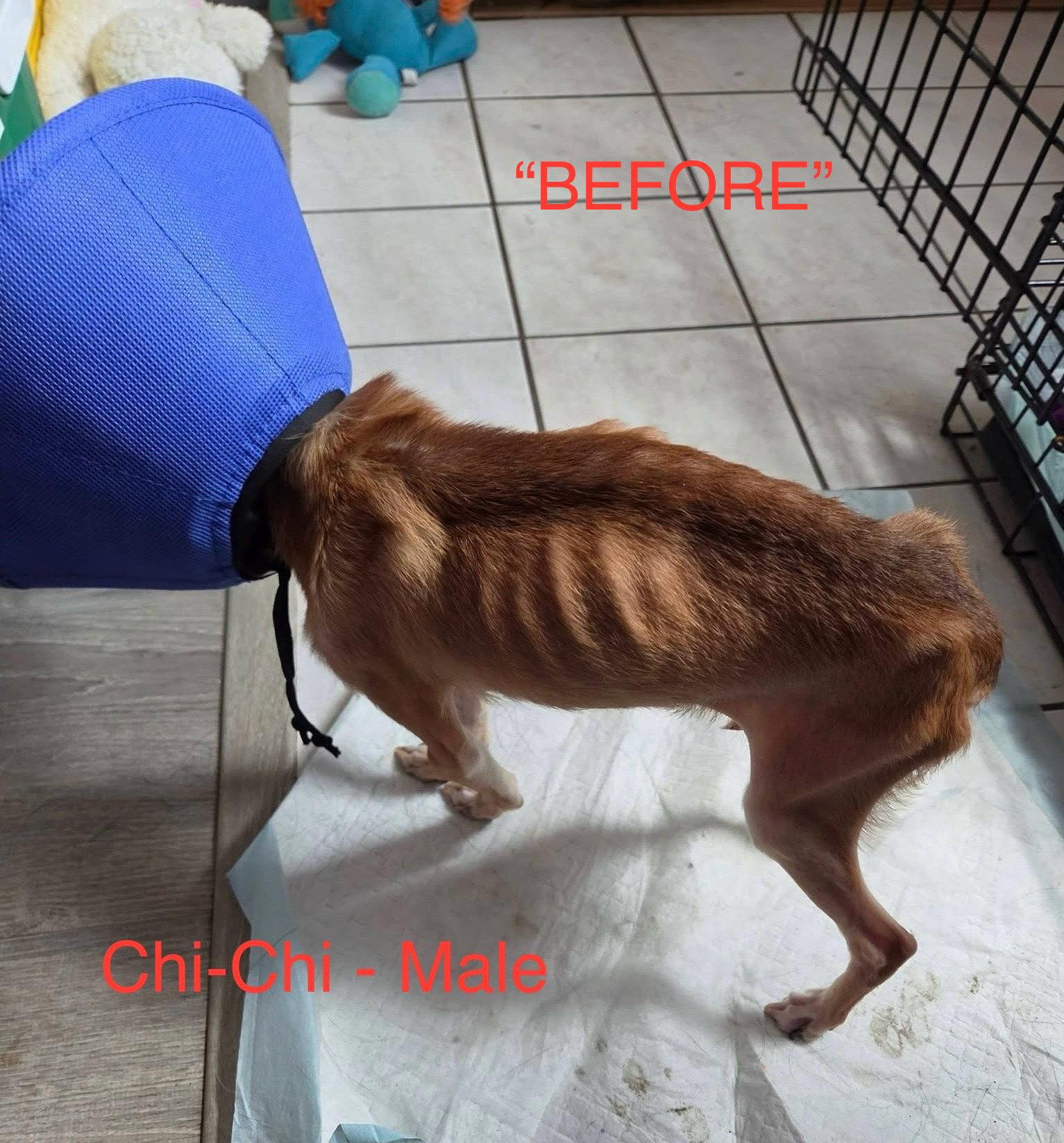 Enlarge Chi-Chi, a Adoptable Chihuahua in Hillside, IL image 1/3
