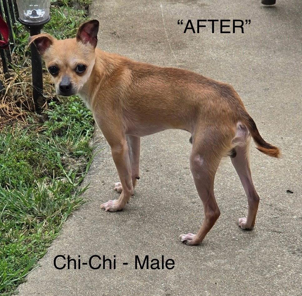 Enlarge Chi-Chi, a Adoptable Chihuahua in Hillside, IL image 2/3