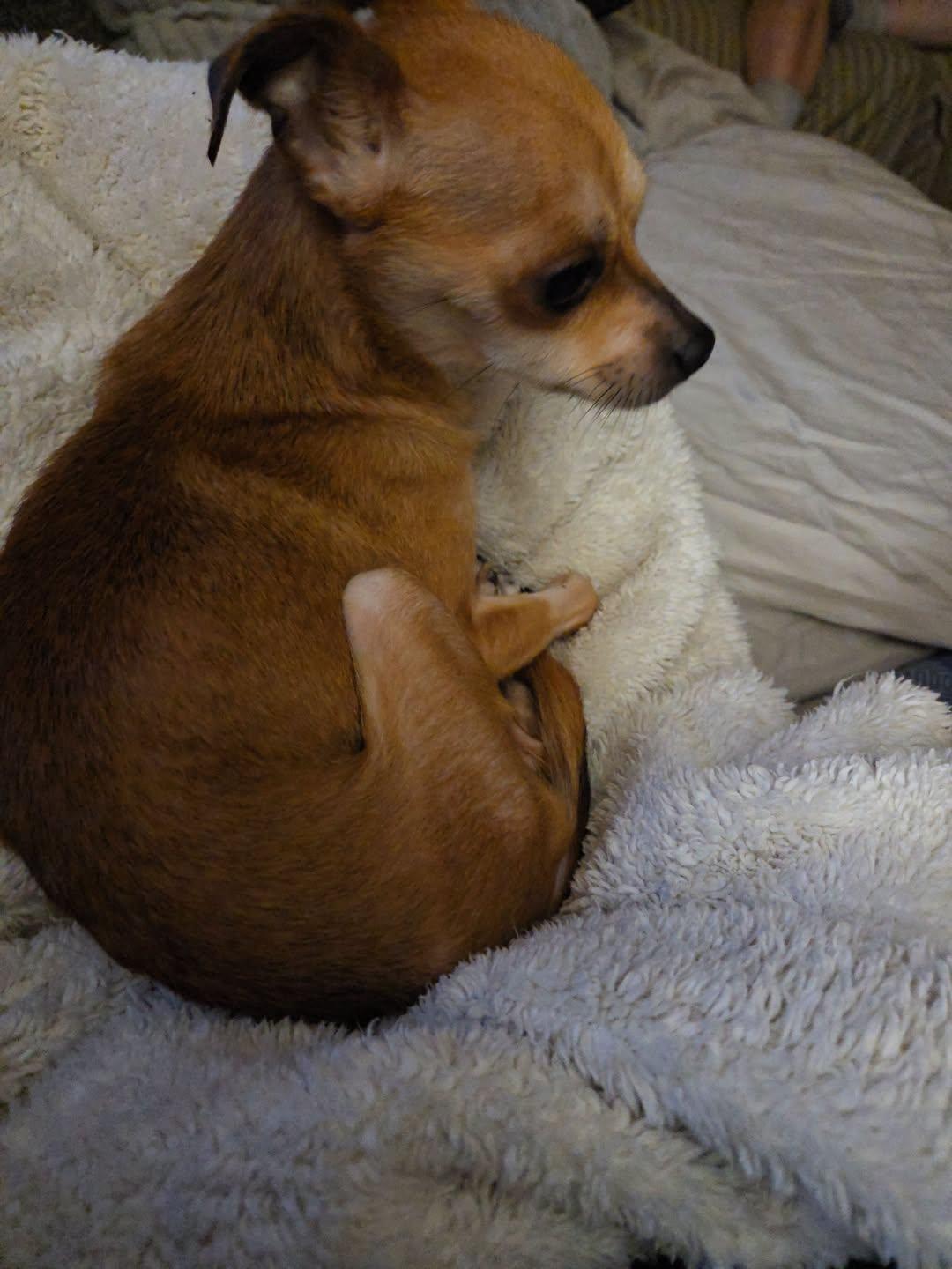 Enlarge Chi-Chi, a Adoptable Chihuahua in Hillside, IL image 3/3