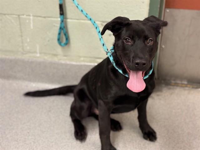 Enlarge KINGSTON, a Adoptable mixed breed in Rancho Cucamonga, CA image 1/2