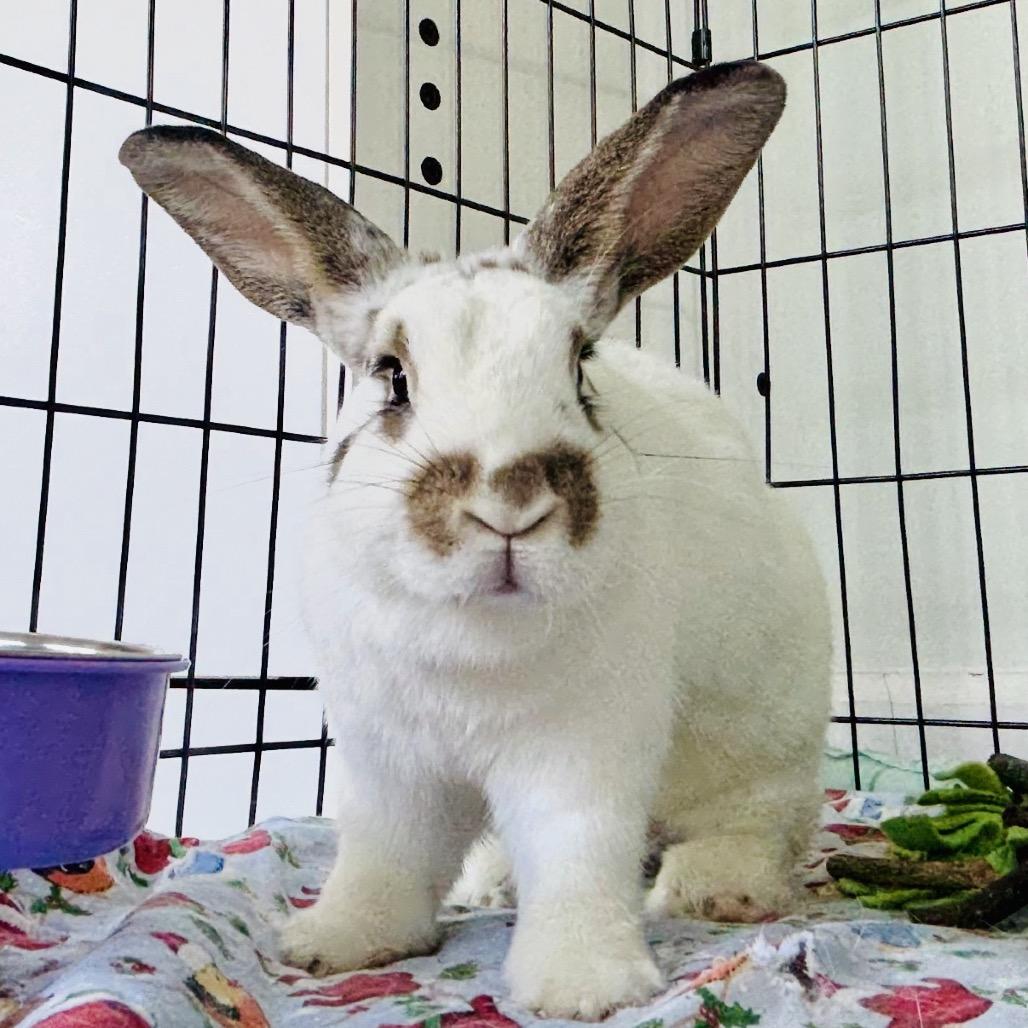 Enlarge Poppy, a Adoptable American in Winston-Salem, NC image 1/3