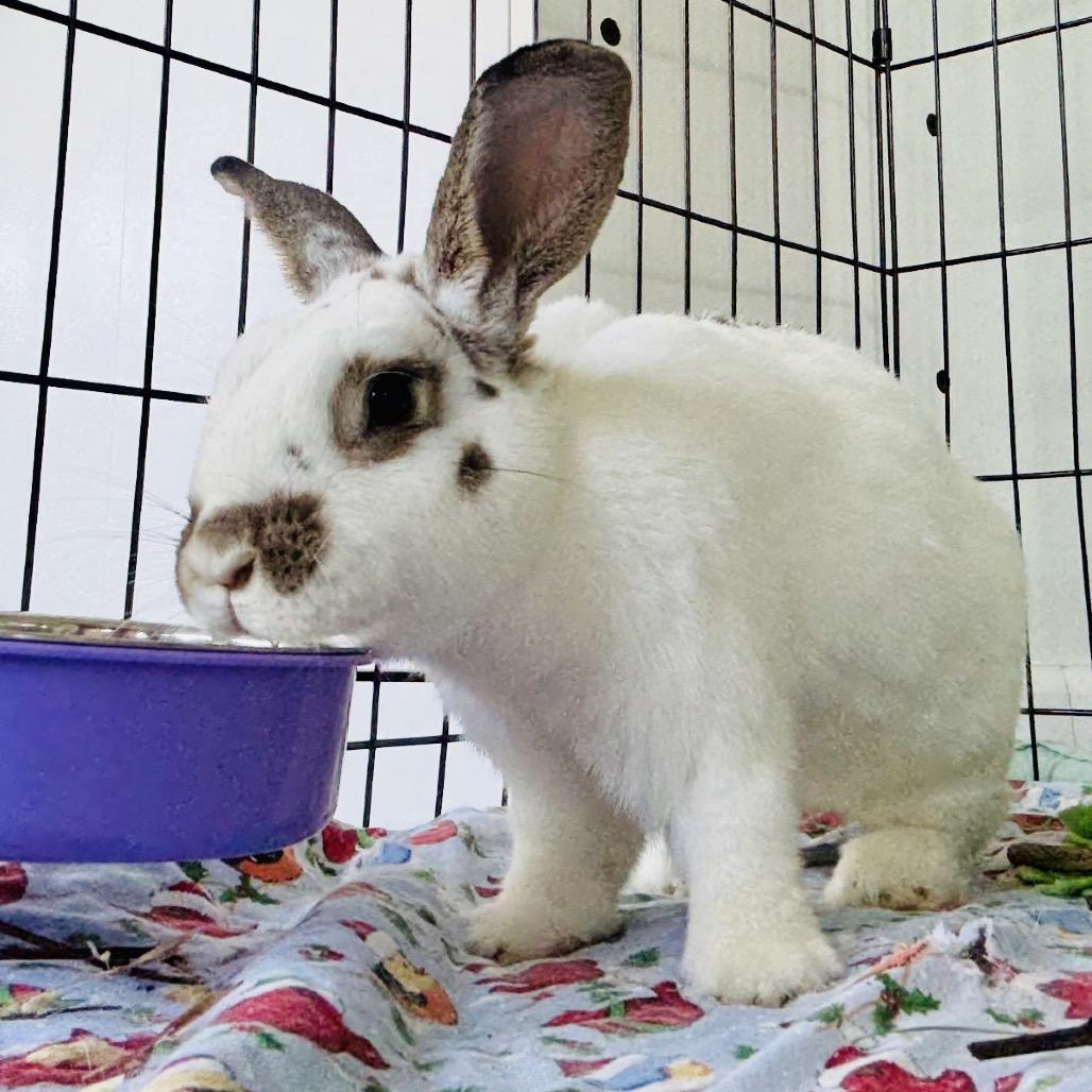 Enlarge Poppy, a Adoptable American in Winston-Salem, NC image 2/3