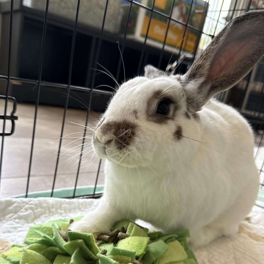 Enlarge Poppy, a Adoptable American in Winston-Salem, NC image 3/3