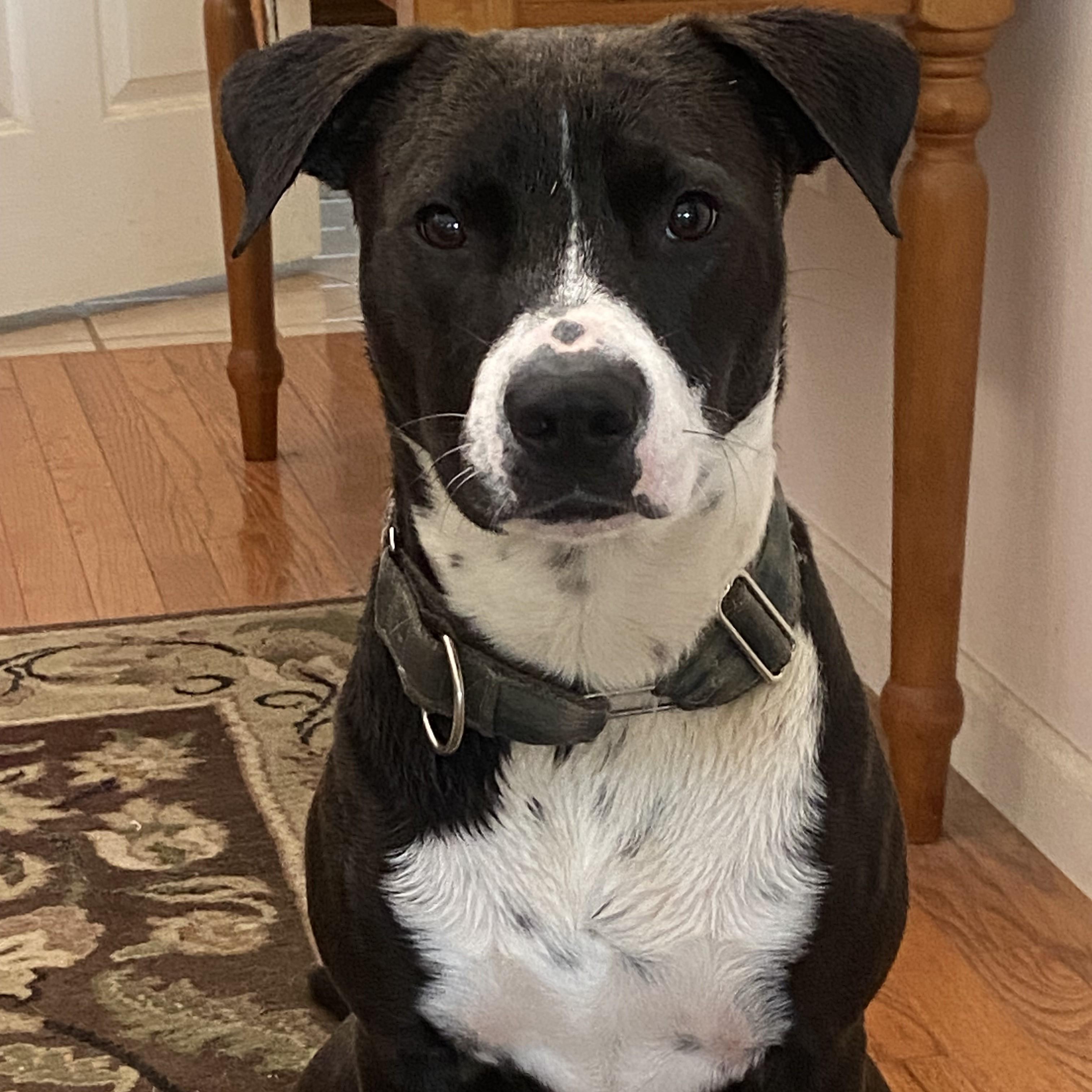 Indigo, Young Male Mixed Breed