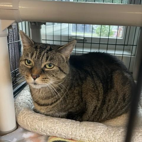 Enya, Adoptable, Senior Female Domestic Short Hair.