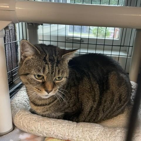 Enlarge Enya, a Adoptable Domestic Short Hair in Attleboro, MA image 2/2