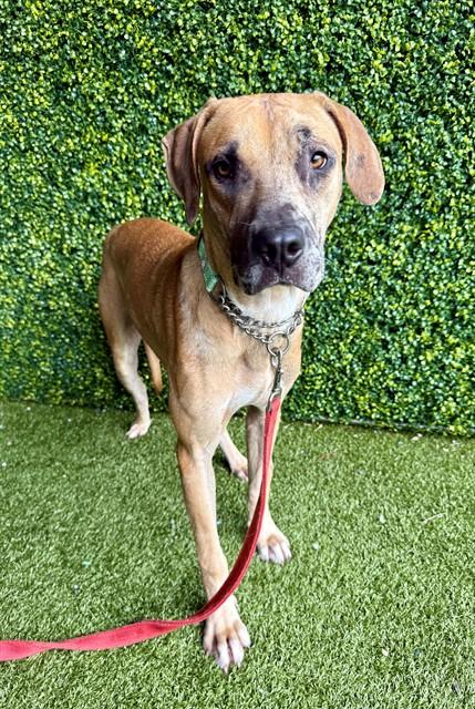 Enlarge MILES, a Adoptable Hound in Naples, FL image 1/1