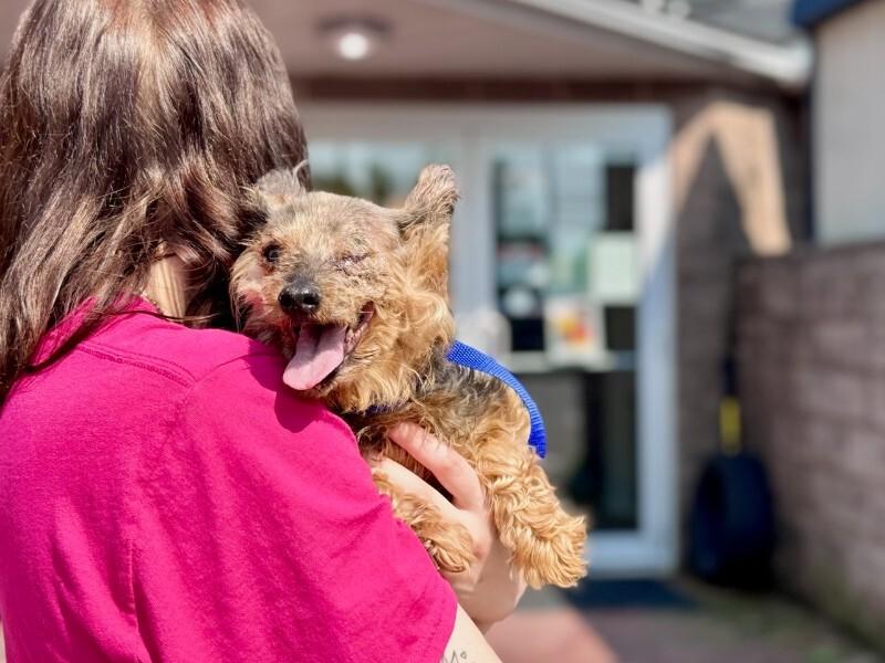 Bella, Adoptable, Adult Female Yorkshire Terrier.