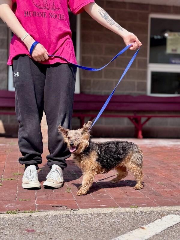 Bella, a Adoptable Yorkshire Terrier in Wooster, OH image 2/2