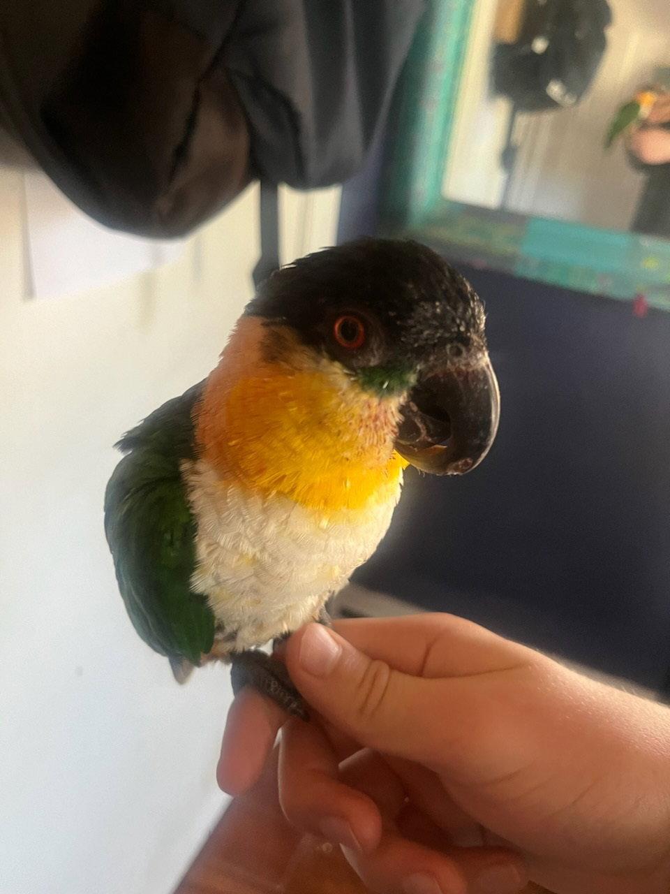 Enlarge Pablo, a Adoptable Caique in Belford, NJ image 1/3