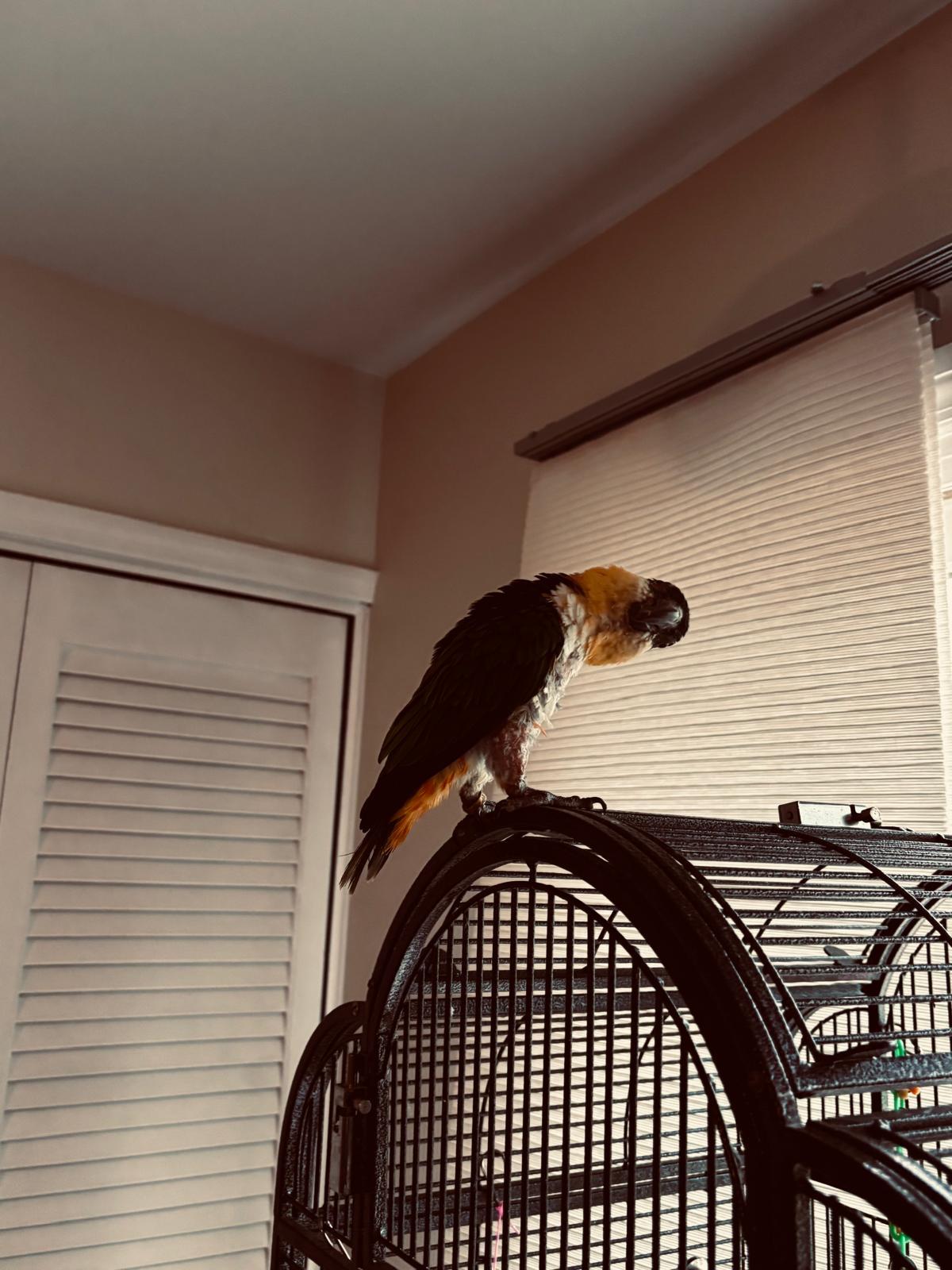 Enlarge Pablo, a Adoptable Caique in Belford, NJ image 2/3