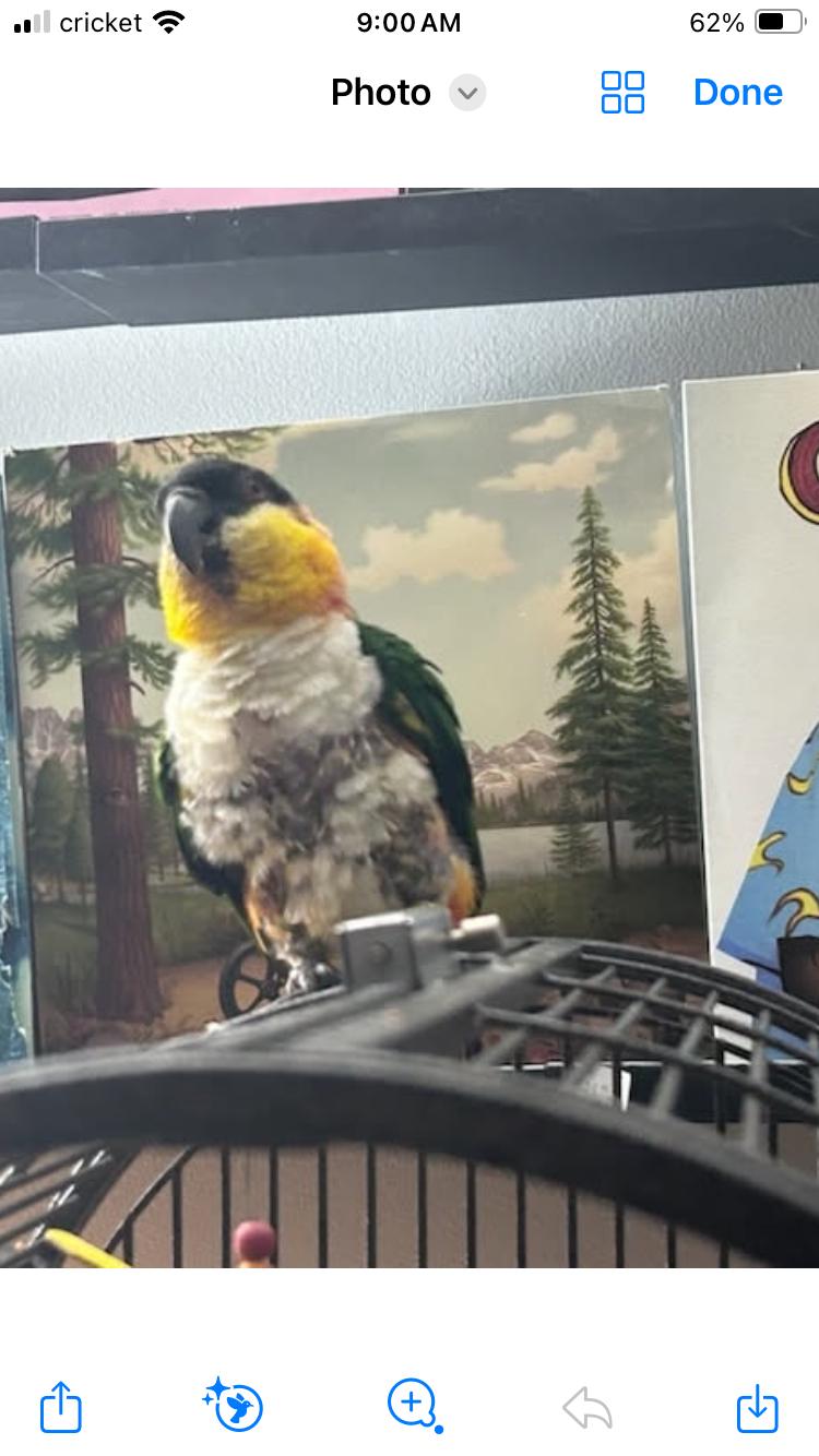 Enlarge Pablo, a Adoptable Caique in Belford, NJ image 3/3