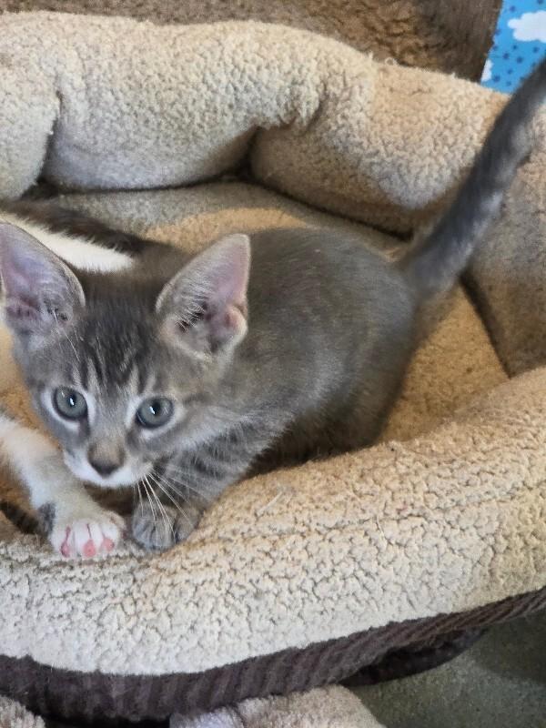 Rascal, Adoptable, Adult Female Domestic Short Hair.