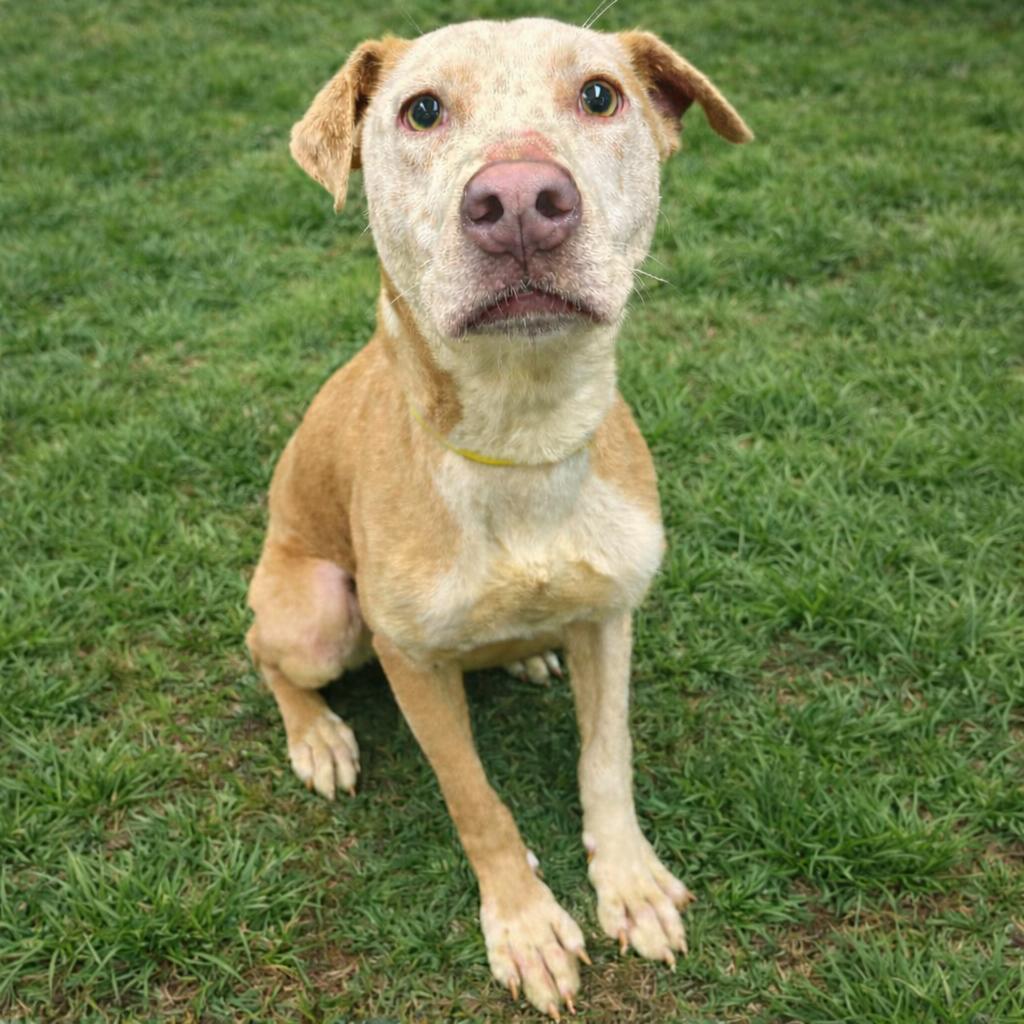 Timbra Sushi Fish and Shrimp(Timber), Adoptable, Adult Female Pit Bull Terrier.