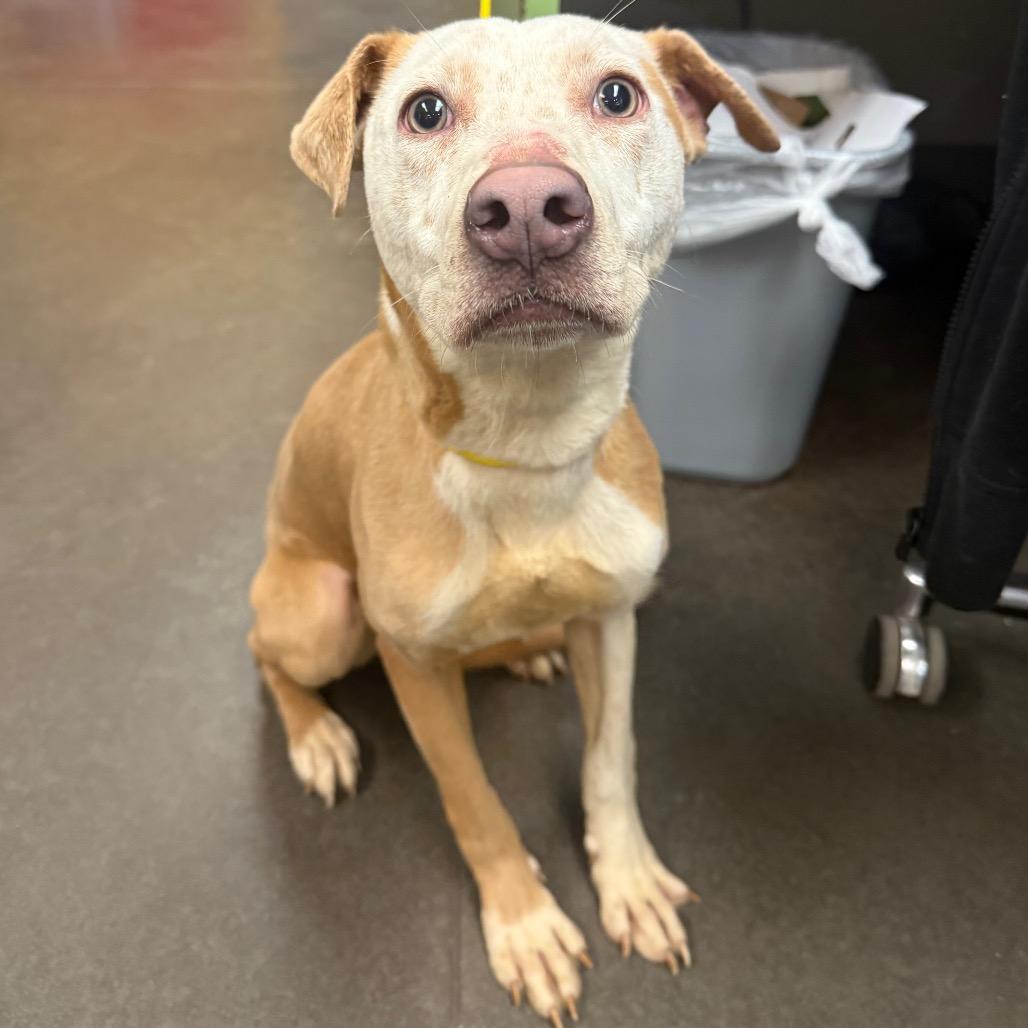 Enlarge Timbra Sushi Fish and Shrimp(Timber), a Adoptable Pit Bull Terrier in Norman, OK image 2/3