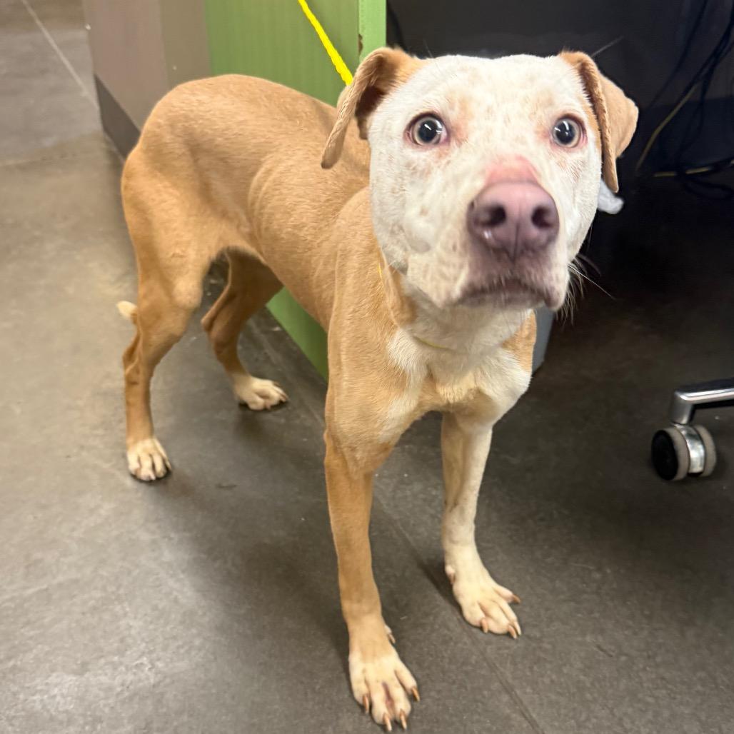 Enlarge Timbra Sushi Fish and Shrimp(Timber), a Adoptable Pit Bull Terrier in Norman, OK image 3/3