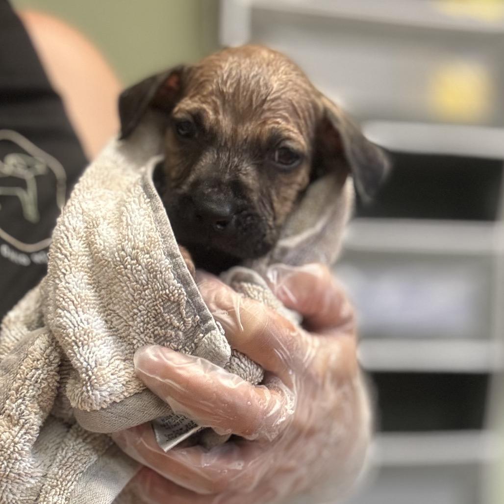 75, Adoptable, Puppy Male Boerboel & Mixed Breed.