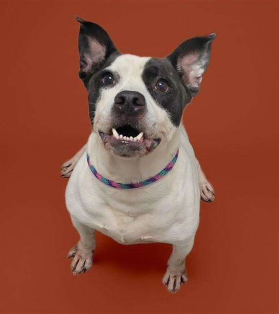 COW, Adoptable, Adult Male Pit Bull Terrier & Mixed Breed.