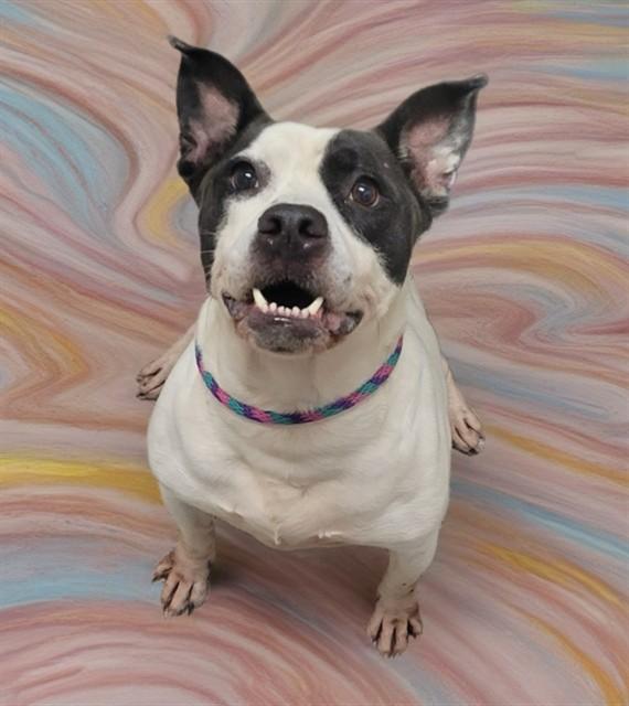 Enlarge COW, a Adoptable mixed breed in Sarasota, FL image 1/1