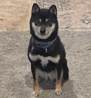 Enlarge Dixie, a Adoptable Shiba Inu in Jonesburg, MO image 1/5