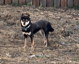 Enlarge Dixie, a Adoptable Shiba Inu in Jonesburg, MO image 2/5