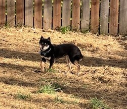 Enlarge Dixie, a Adoptable Shiba Inu in Jonesburg, MO image 3/5