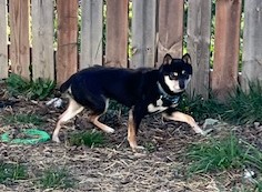 Enlarge Dixie, a Adoptable Shiba Inu in Jonesburg, MO image 4/5