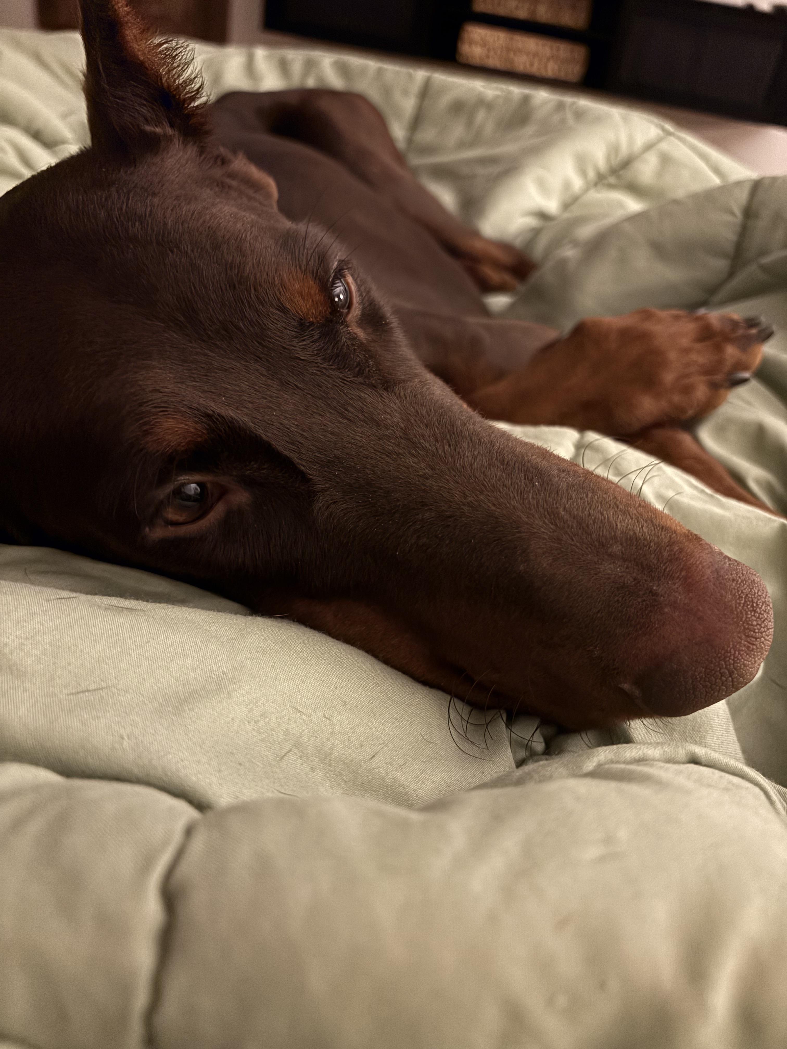 Fergie, Adoptable, Young Female Doberman Pinscher.